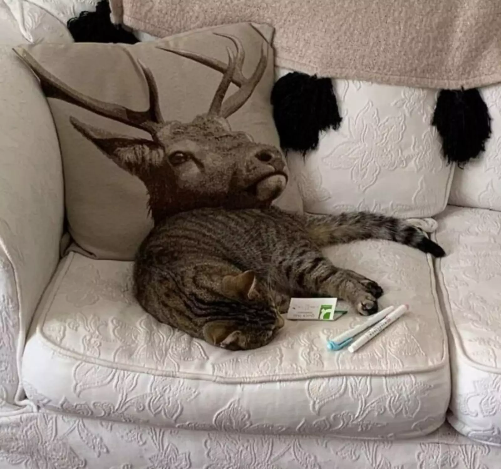 “Мой кот чуть не довел меня до приступа».