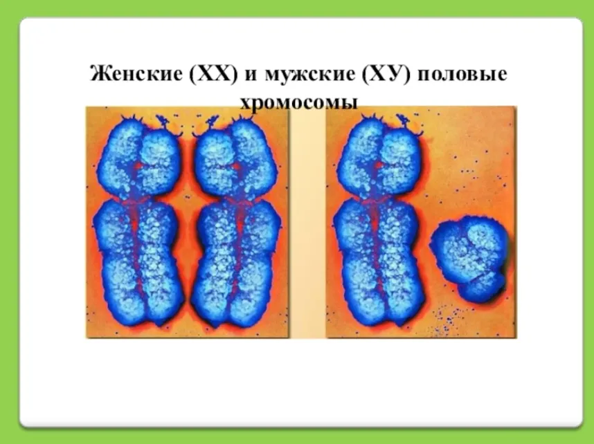 Y хромосома мужская. Мужские и женские хромосомы. Мужские хромосомы.